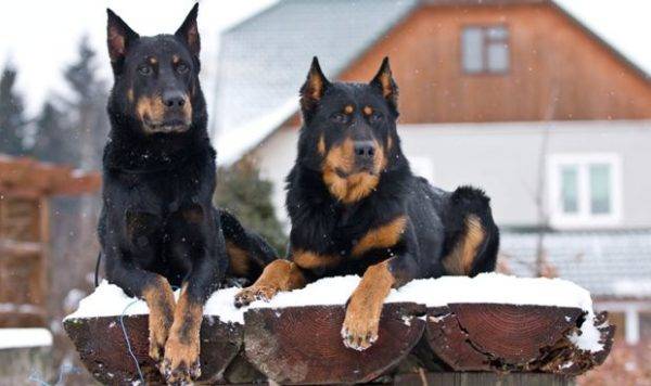 Beauceron the dog