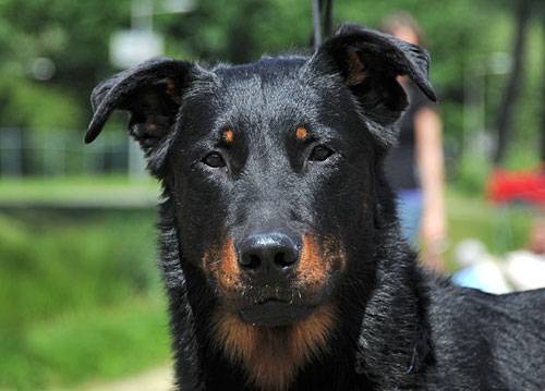 Beauceron breed of dogs