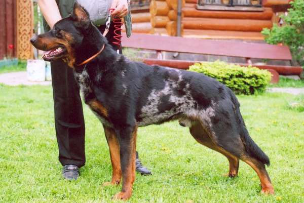 Harlequin Beauceron