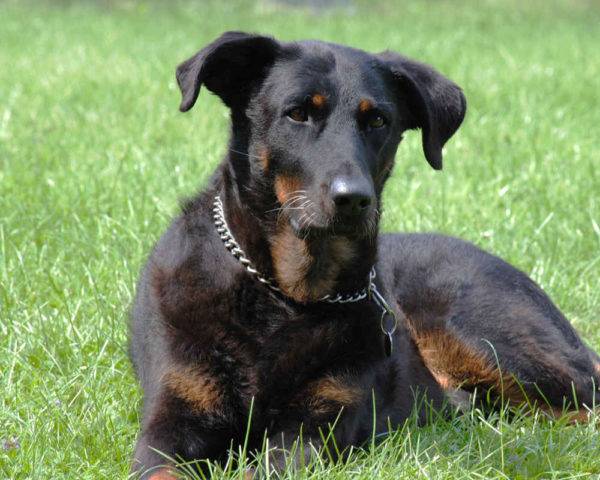 Beauceron on the Grass
