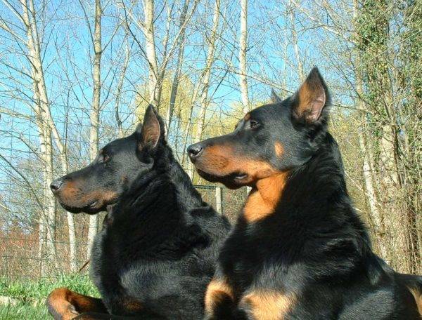 Beauceron