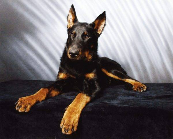 Beauceron