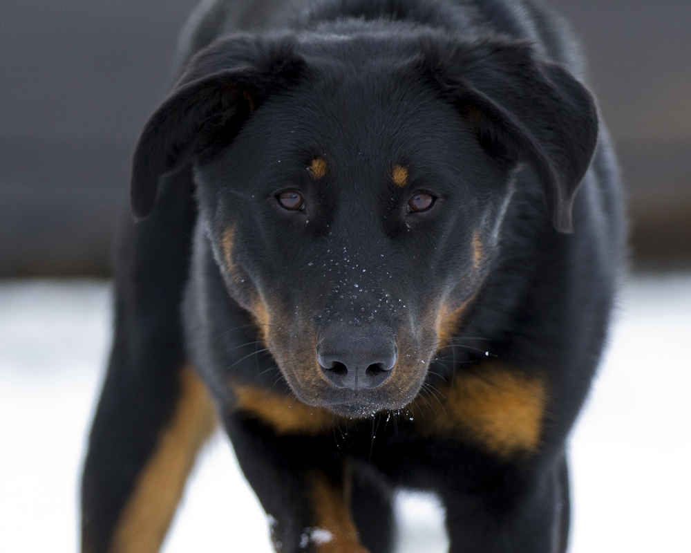 Beauceron (Smooth French Shepherd Dog) - photo