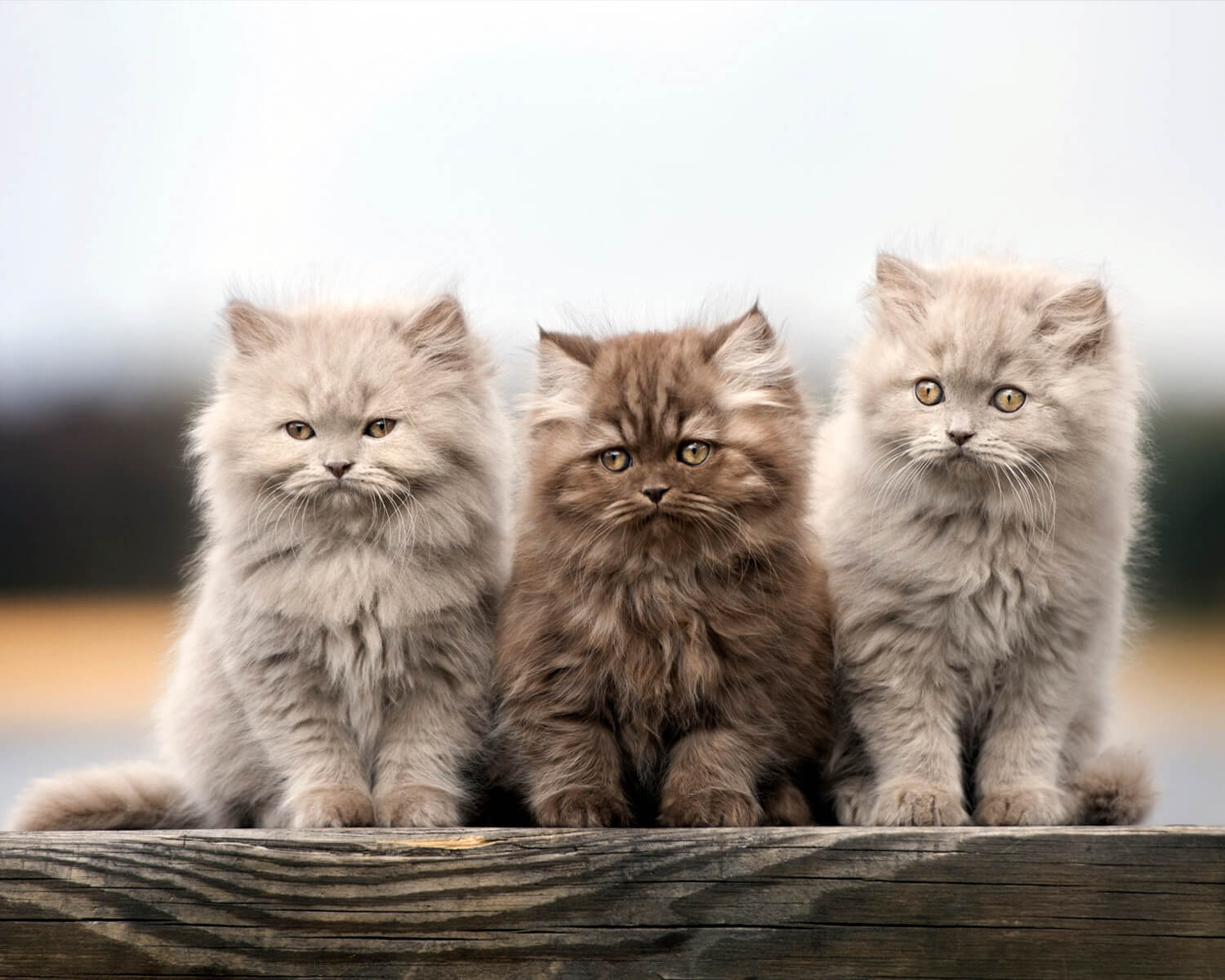 British longhair kittens