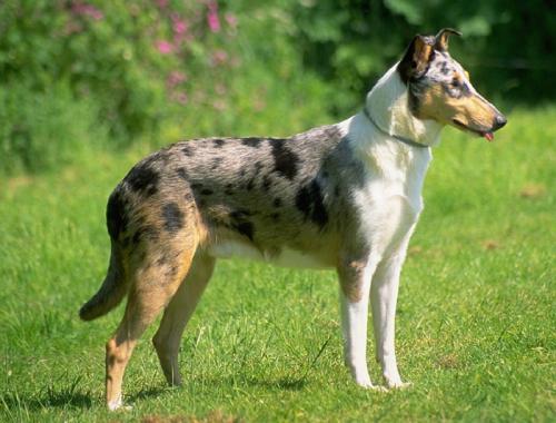 British dog breeds