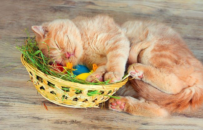 British cat helps prepare for Easter