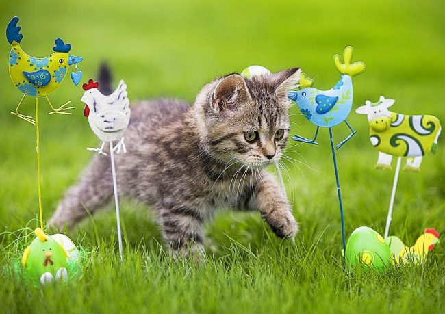 The walk of a British kitten should be full of vivid impressions