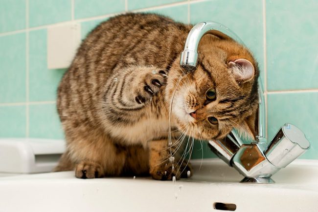 British cats use a special technique of washing themselves