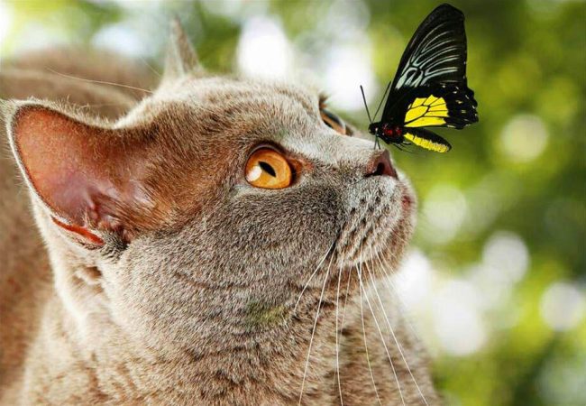 Apparently the good look of a British cat allows a butterfly to feel relaxed while sitting on his nose.