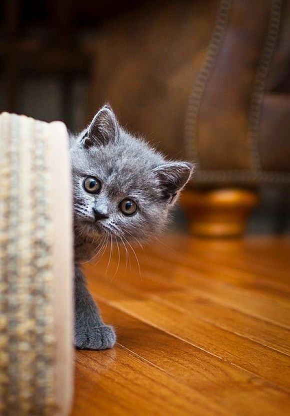 A curious British kitten secretly watches what is happening in the room