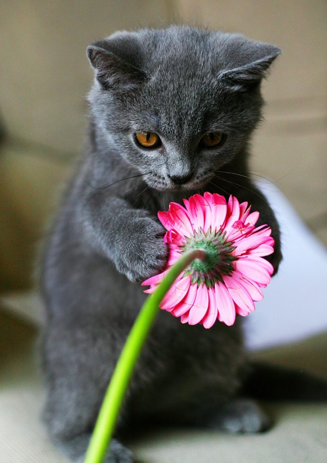 British blue kitten playfully tugging a pink flower