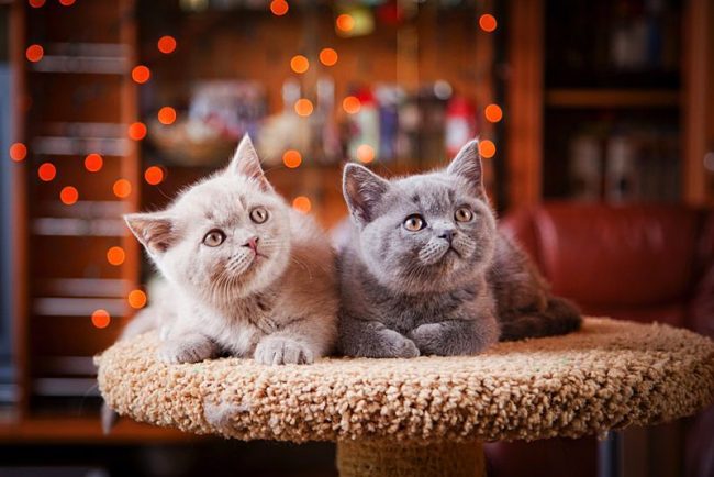 Blue and Cream British Twin Kittens