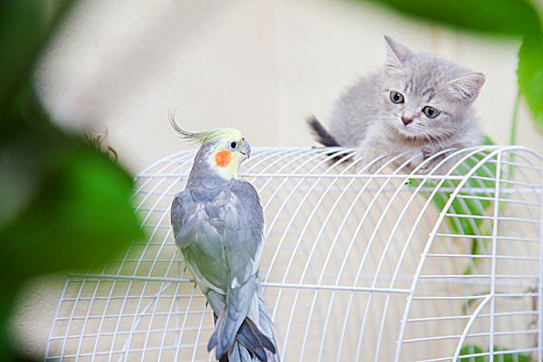 The British kitten is carefully studying the parrot to understand - to be friends with him or to hunt for him