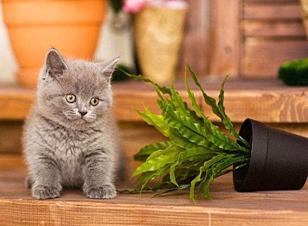 British kittens know how to properly care for indoor plants