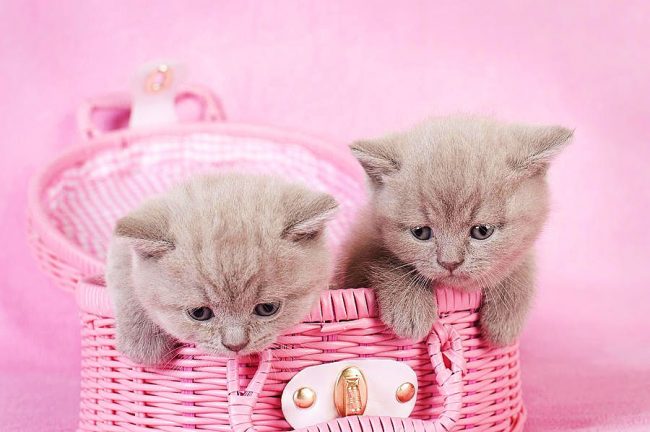 British kittens comfortably housed in a pink basket