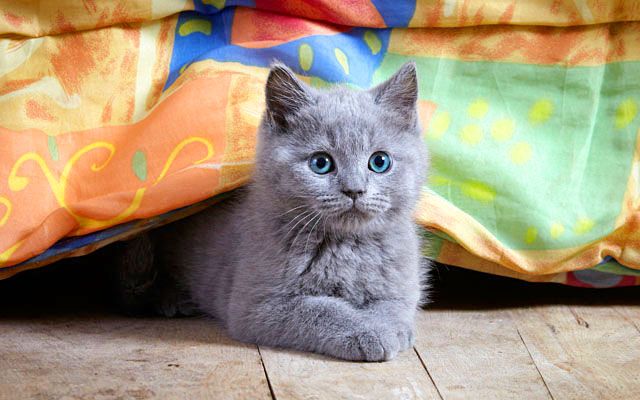 British kitten who loves to hide in secluded places