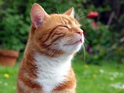 Bronchial asthma in cats: symptoms, causes and treatment