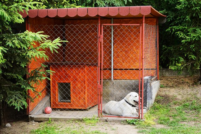 Indoor and spacious aviary for doggie