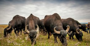 Buffaloes near Odessa