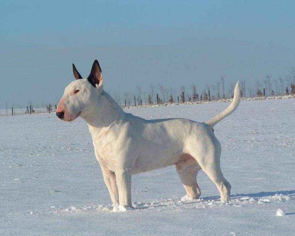 Bull Terrier White - photo