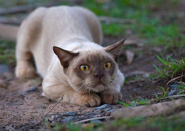 A distinctive feature of a Burmese cat are amber-honey eyes.