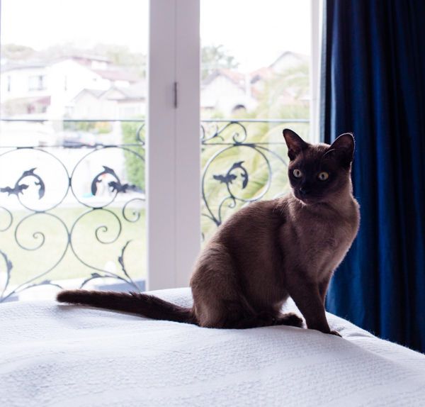 The Burmese cat loves to follow its owner everywhere, so it is also called the cat-dog