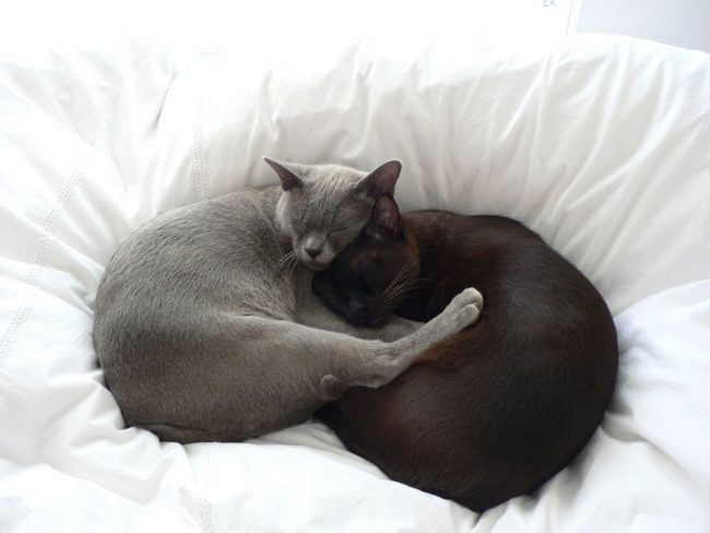 The Burmese cat gets along well with other animals in the house, but does not give the palm of leadership to anyone