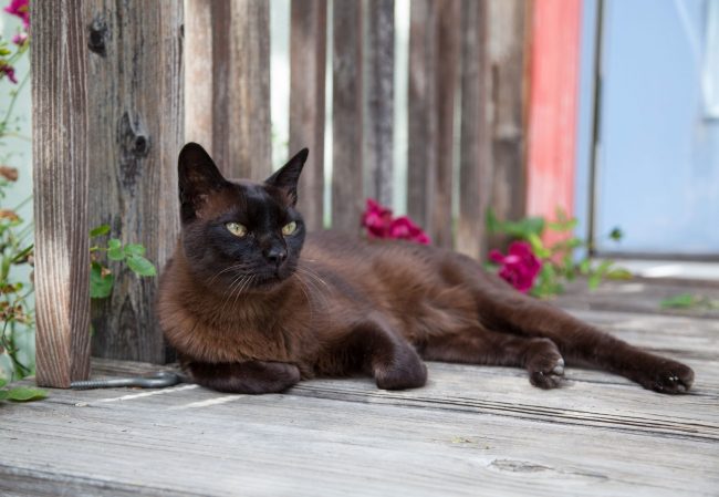 Burmese cats are used to always expressing their opinions, so you will often hear their voice