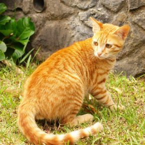 Ceylon kitty