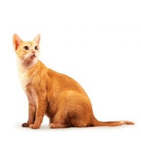 Ceylon breed cat
