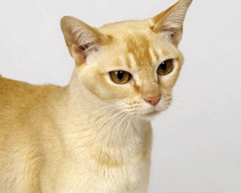 Ceylon Ceylon Cat