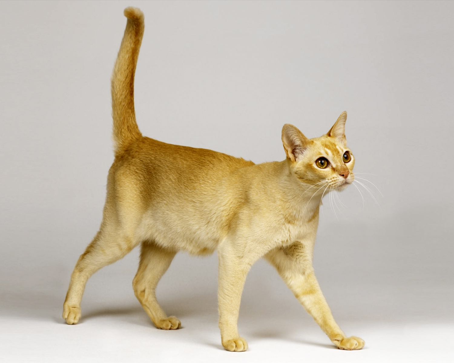 Ceylon Cat