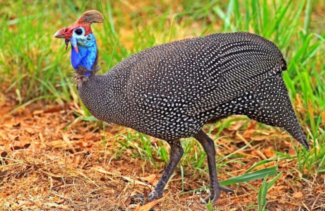 A wild guinea fowl - a native of Africa, a close relative of turkeys, chickens and quail lives in forests and forest-steppe zones. Some species live on the island of Madagascar