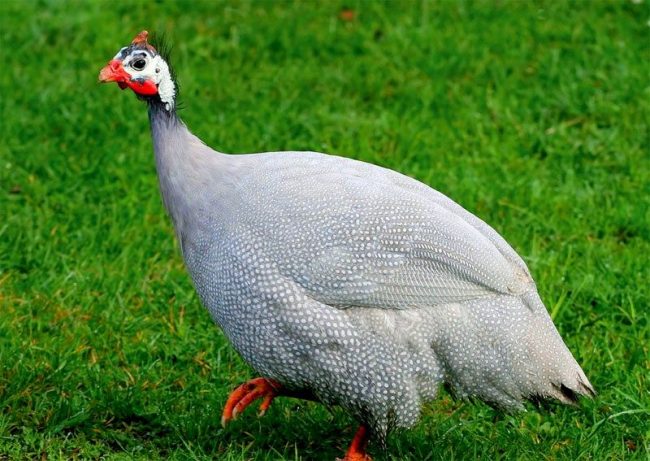 Guinea fowl-albino