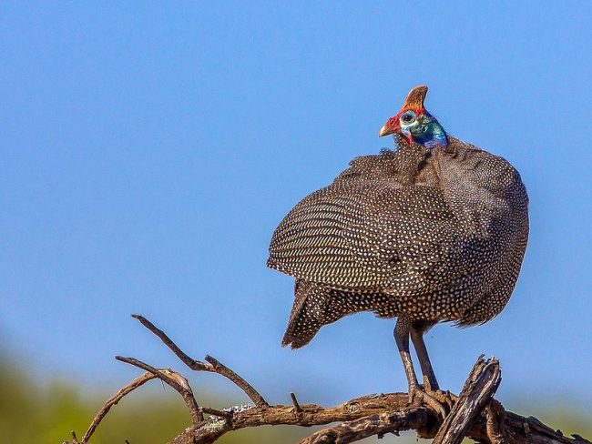 Guinea fowl lead a land-based lifestyle. They live in packs (up to 50 individuals), and in mating season they are divided into pairs