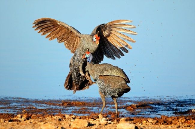 The largest species is the vulture guinea fowl. Its weight reaches 6 kg and, thanks to its long elongated neck, it resembles the neck