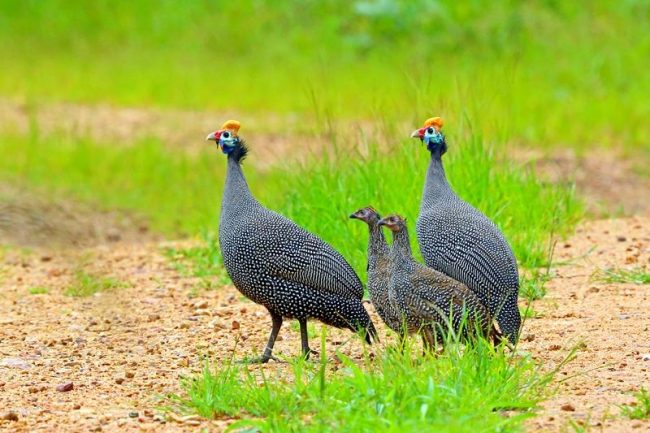 Guinea fowl always likes to be in a society of their own kind