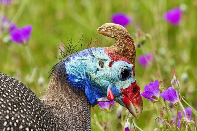 The male has a large bent crest on his head and a beak with large growths, which are called earrings. These signs determine the sex of the guinea fowl