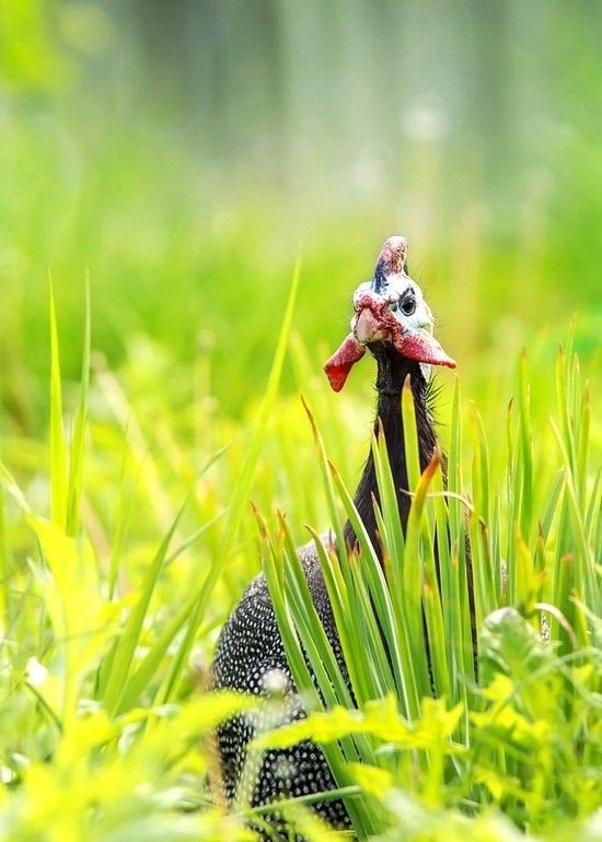 Guinea fowl feeds mainly on plant foods. Berries, seeds, shrubs, grass are the favorite food of these birds.