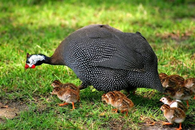 The mating season of wild guinea fowls falls on the rainy season (September - April). On the ground, among shrubberies and grass, guinea fowls arrange nests in which they lay 5 to 10 eggs. Only the female incubates. Chicks are born after 25 days.