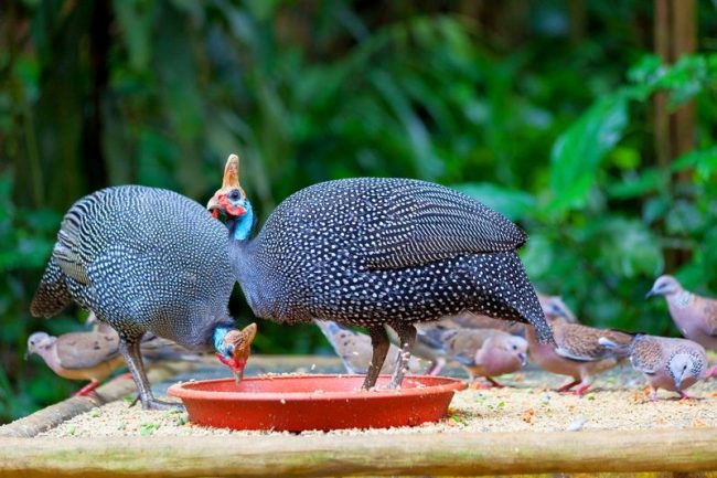 Guinea fowl eats almost everything: grass, grain, vegetables, fruits, food waste. He loves tops, corn leaves, beets. A stirrer on milk from a grain mixture, mineral fertilizing (ash, chalk, ground river shells) increase bird productivity