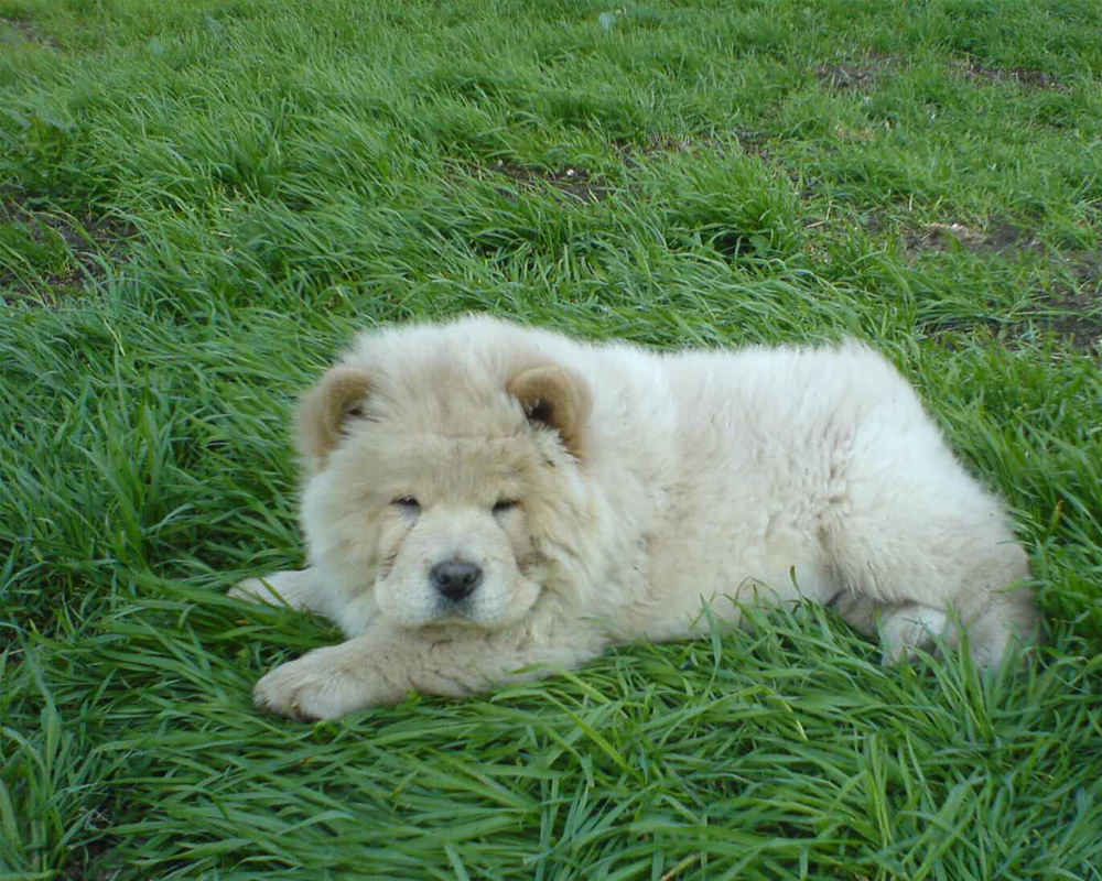 Chow Chow for a walk