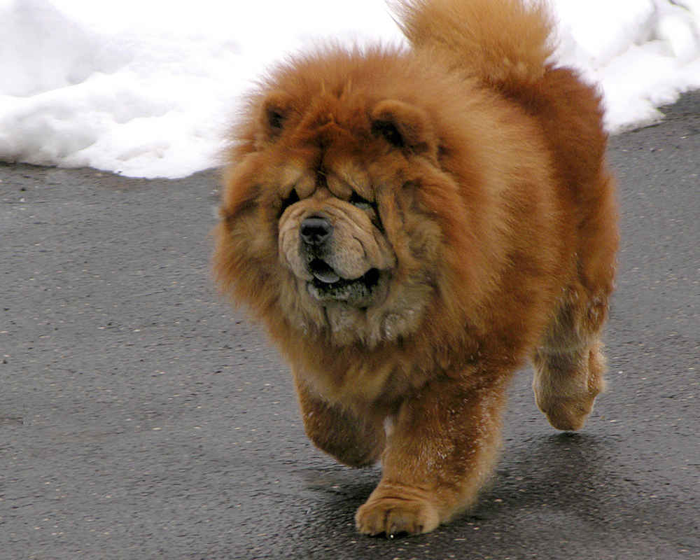 Chow Chow in Winter
