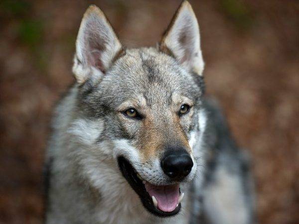 Czechoslovakian Wolf Dog