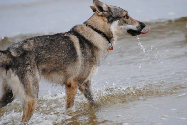 Czechoslovakian Wolf Dog in the water