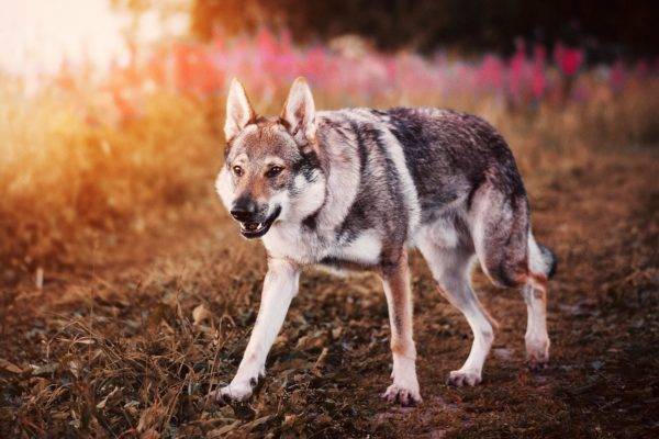 Czechoslovakian wolf dog on a beautiful background