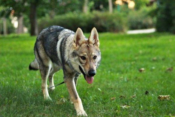 Czechoslovakian Wolf Dog in the park