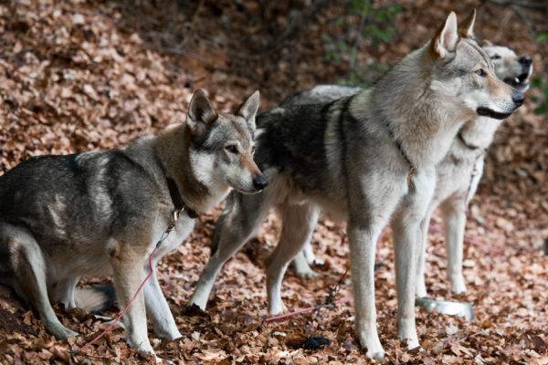 Three Czechoslovakian Wolf Dogs