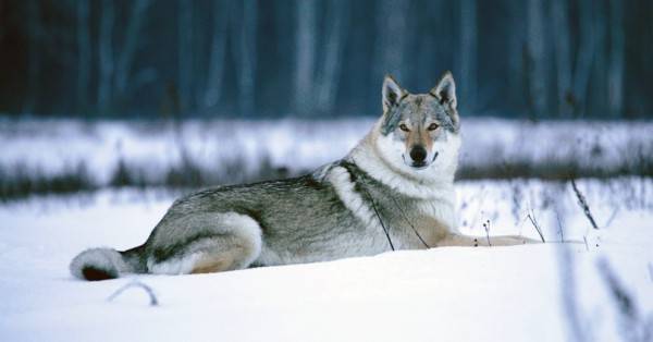 Czechoslovakian wolf dog in winter