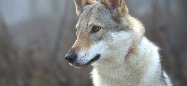 Amazing Czechoslovakian Wolf Dog